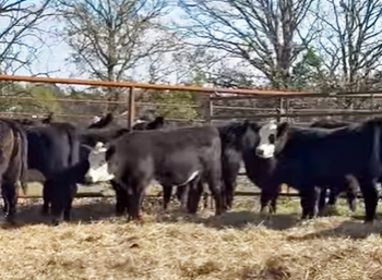 Cattle Range Listing Photo