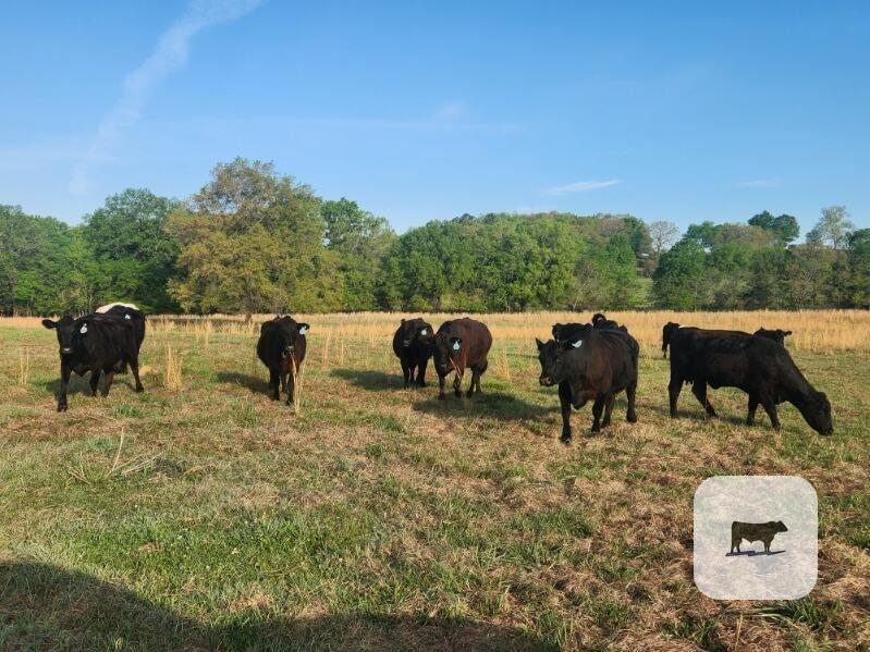 Cattle Range Listing Photo