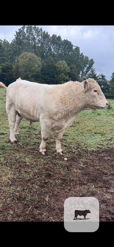 Cattle Range Listing Photo