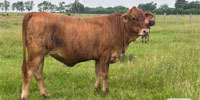 1 F1 Golden Certified Tigerstripe Rep. Heifer... East TX