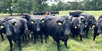 150	Angus Cows... Southeast OK