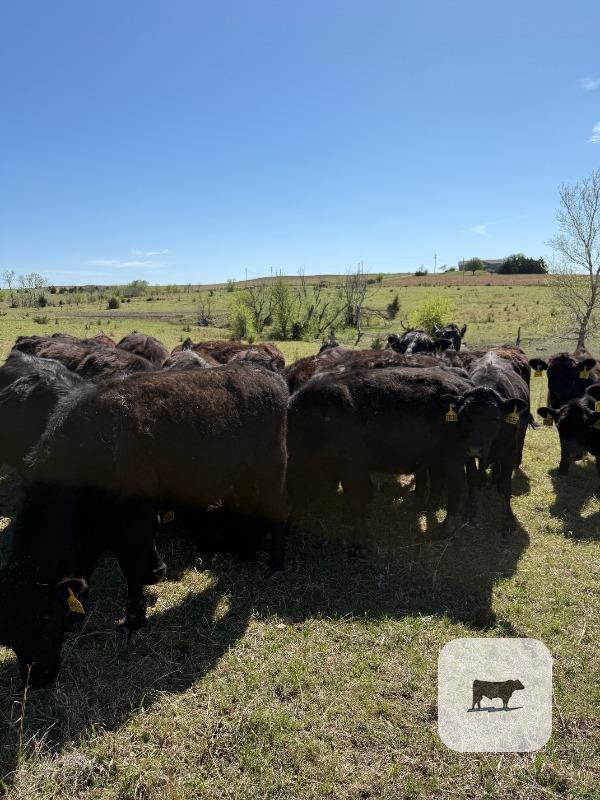 Cattle Range Listing Photo