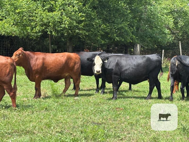 Cattle Range Listing Photo