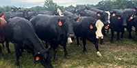 90 Angus & BWF Cows... N. Central MO