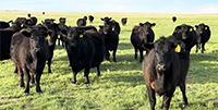 40 Reg. Angus Cows... Southeast WY