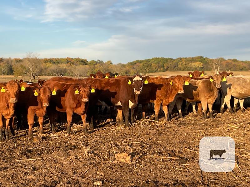 Cattle Range Listing Photo