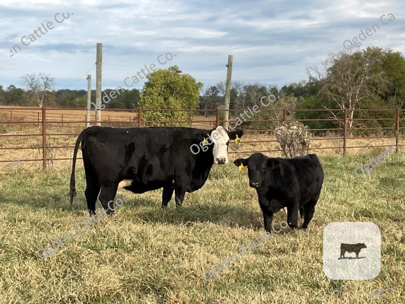 Cattle Range Listing Photo