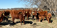 35 Red Angus & RWF Pairs... Southwest MO