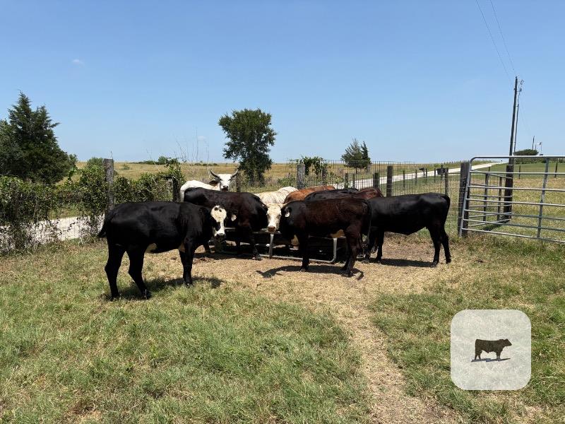 Cattle Range Listing Photo