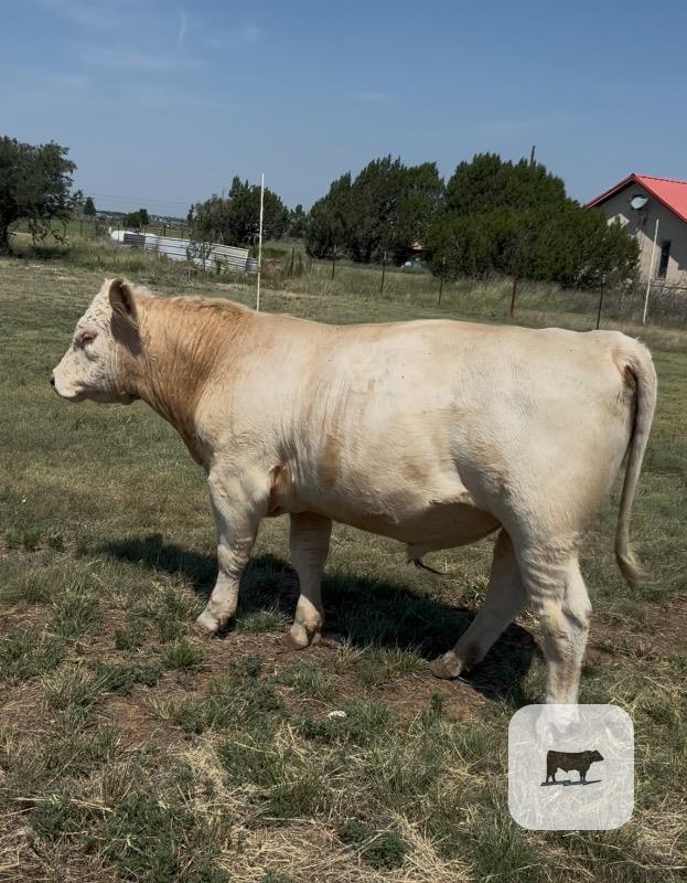 Cattle Range Listing Photo