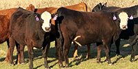 23 Angus, BWF, Red Angus, & RWF Cows... Southeast OK