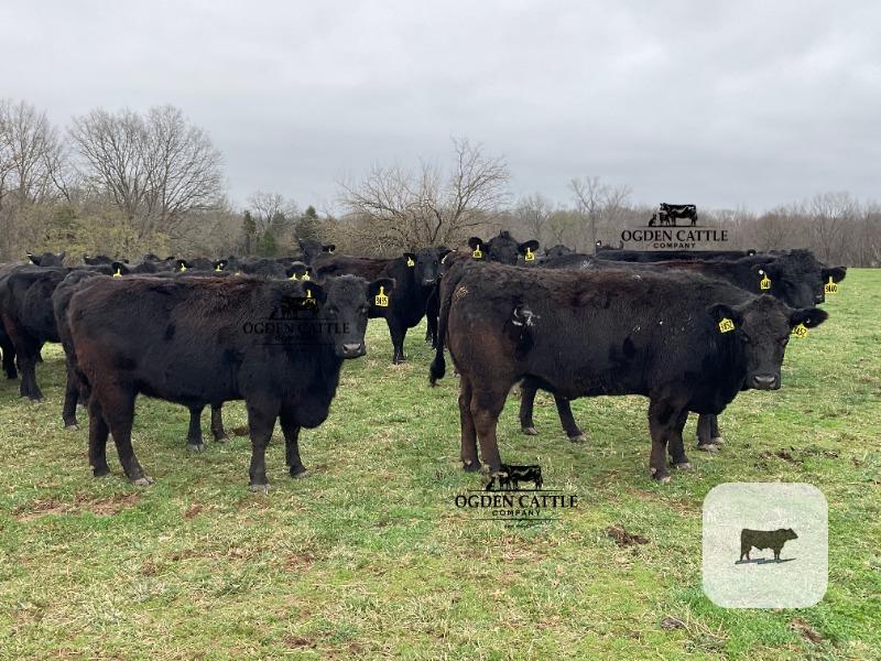 Cattle Range Listing Photo