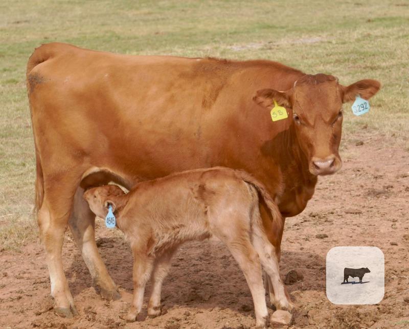 Cattle Range Listing Photo 2