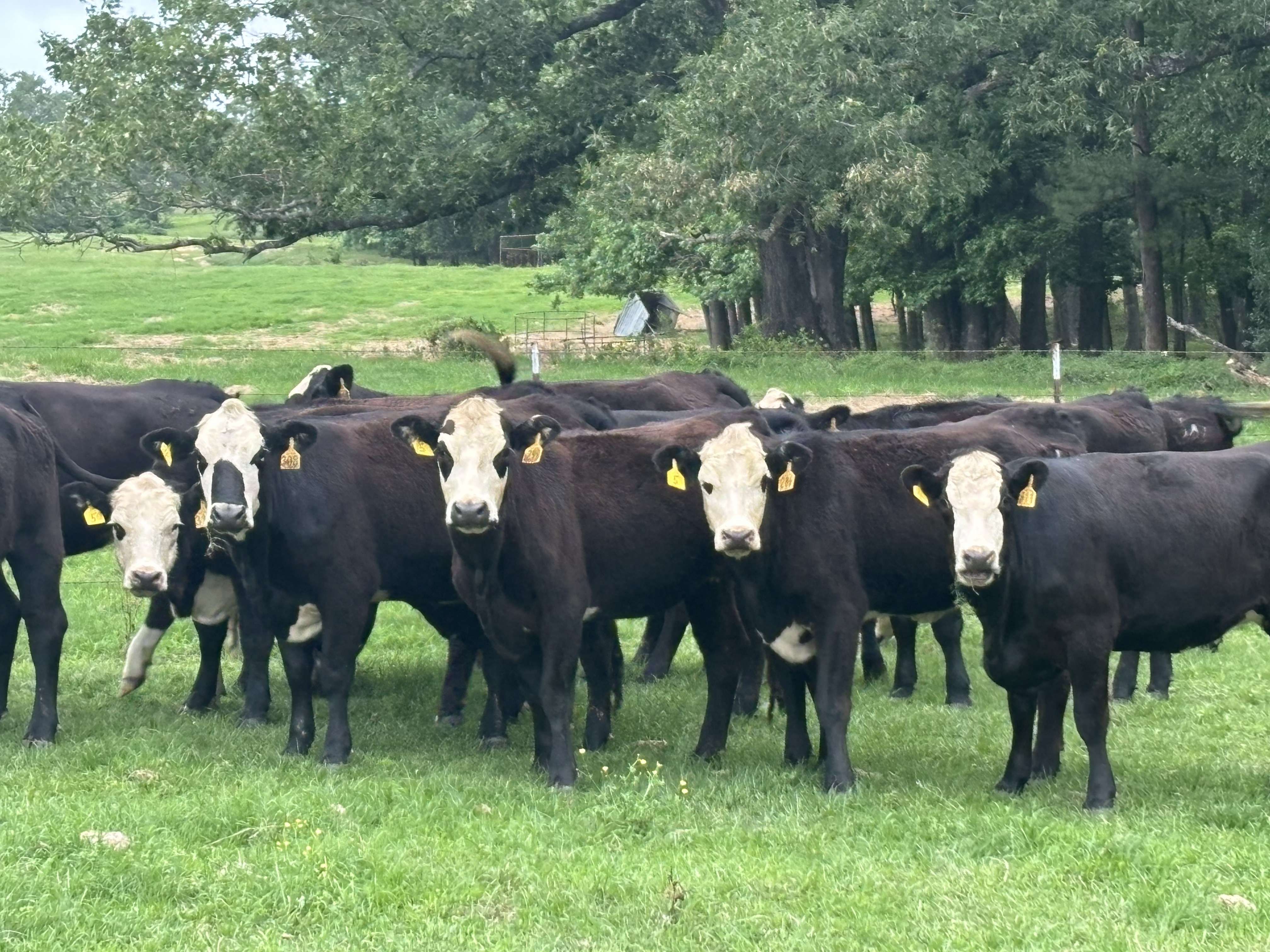 Cattle Range Listing Photo