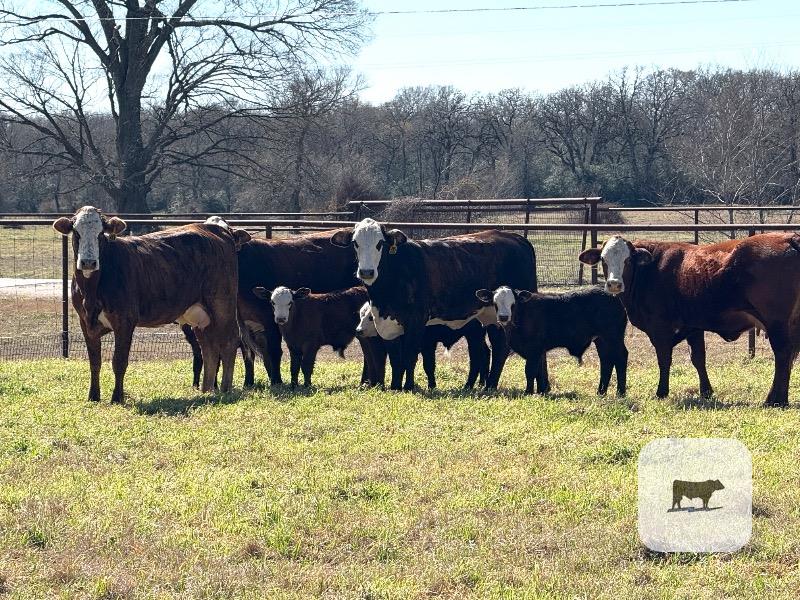 Cattle Range Listing Photo