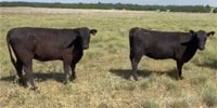 121 Angus & 'BWF' Bred Heifers... Southwest OK ~ FD