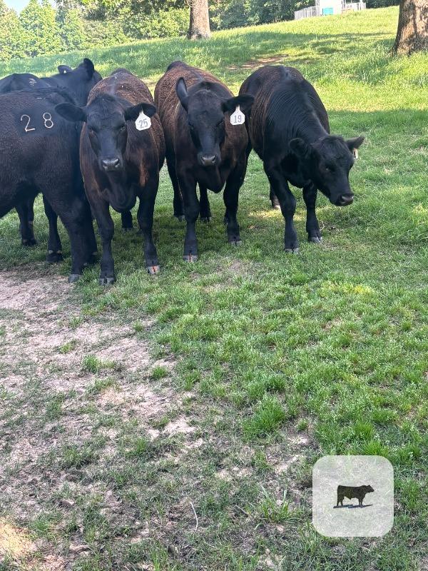 Cattle Range Listing Photo