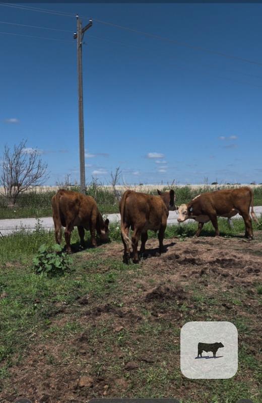 Cattle Range Listing Photo