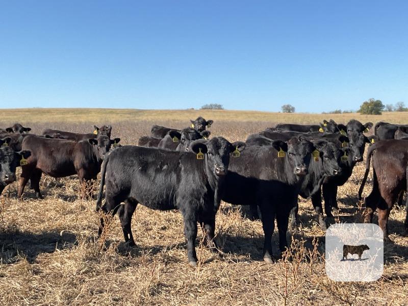 Cattle Range Listing Photo