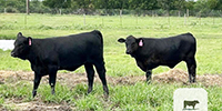 50 Brangus & Brangus Cross Rep. Heifers... Central TX
