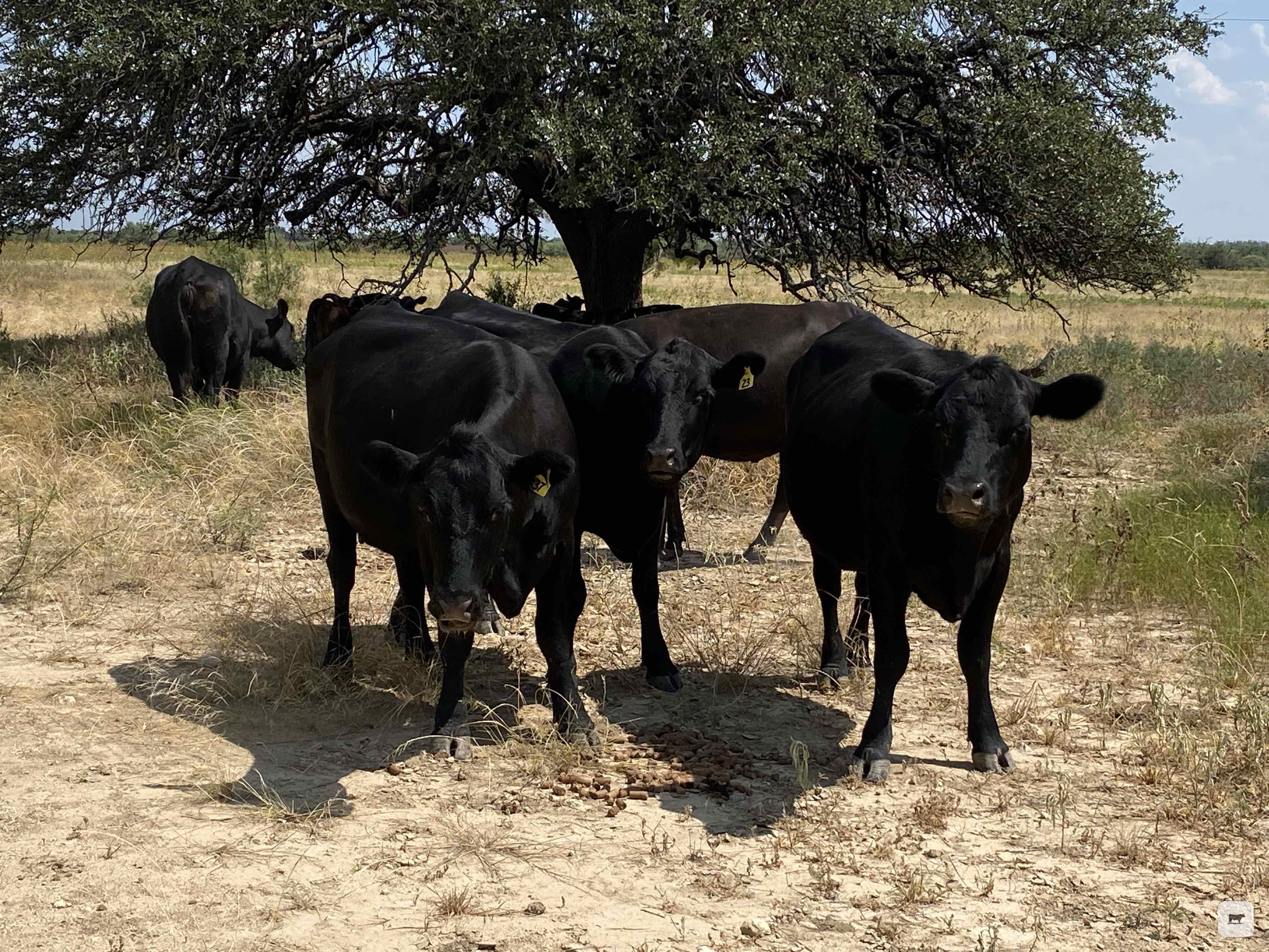 Cattle Range Listing Photo