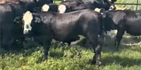 22 Brangus Baldy Bred Heifers... Central AL