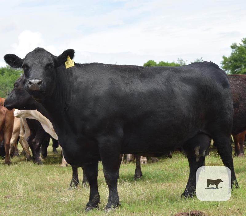 Cattle Range Listing Photo