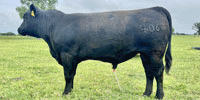 5 Reg. Angus Bulls... North TX