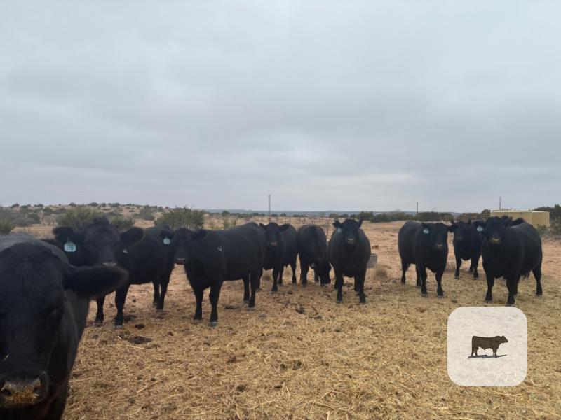 Cattle Range Listing Photo