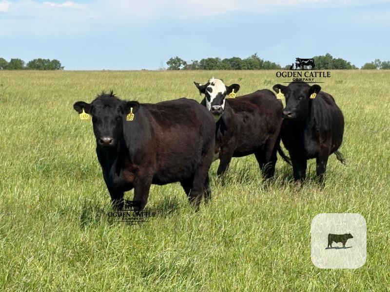Cattle Range Listing Photo
