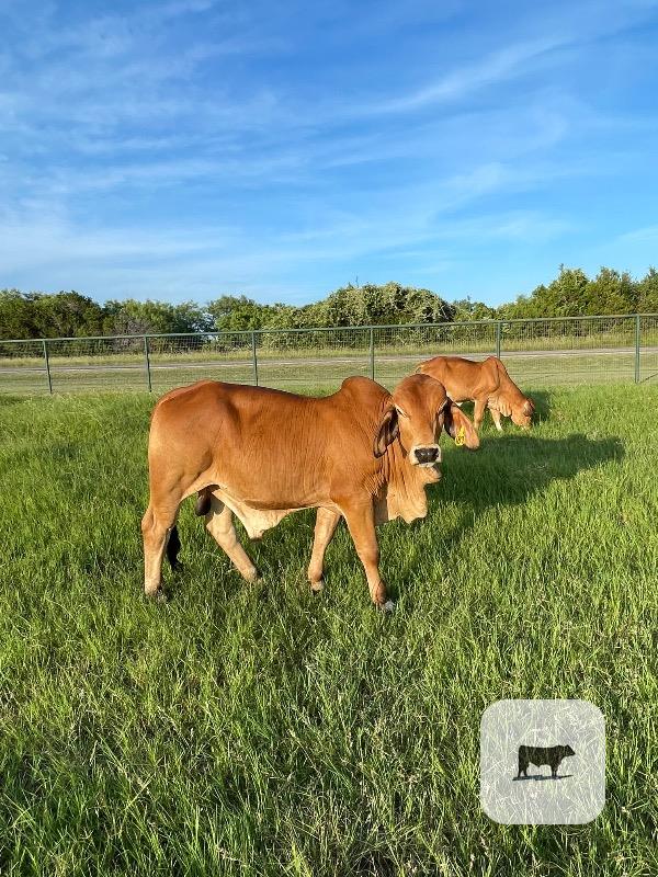 Cattle Range Listing Photo