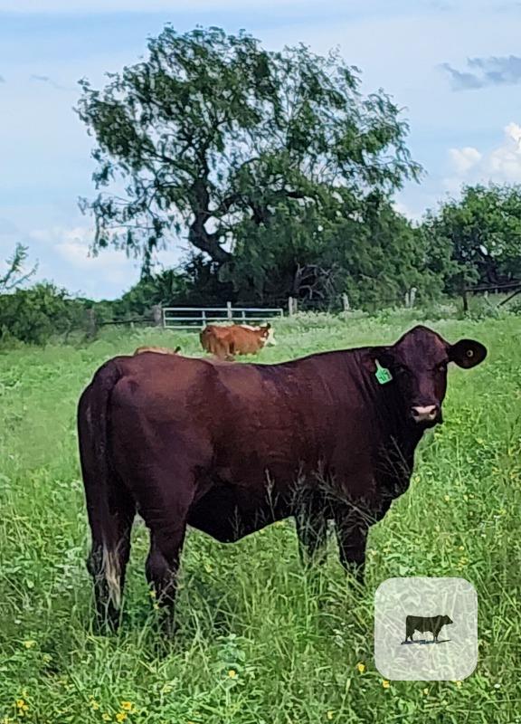 Cattle Range Listing Photo