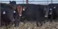 32 Angus Cows... Central IA