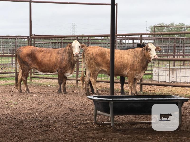 Cattle Range Listing Photo