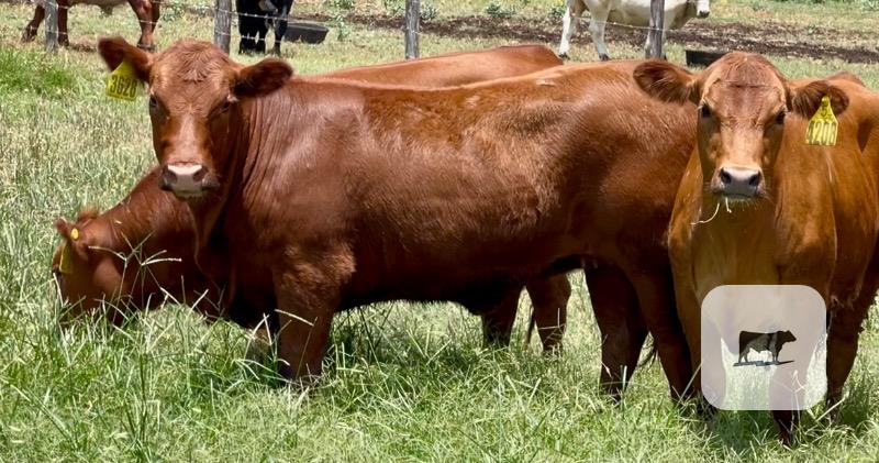 Cattle Range Listing Photo