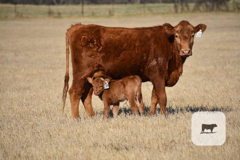 Cattle Range Listing Photo