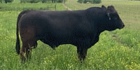 1 Reg. Braunvieh Bull... Eastern TN