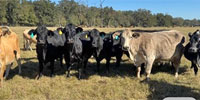 45 Crossbred Cows... East TX