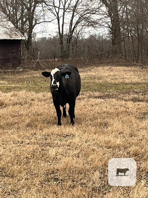 Cattle Range Listing Photo