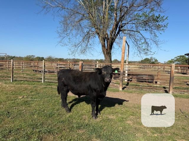 Cattle Range Listing Photo