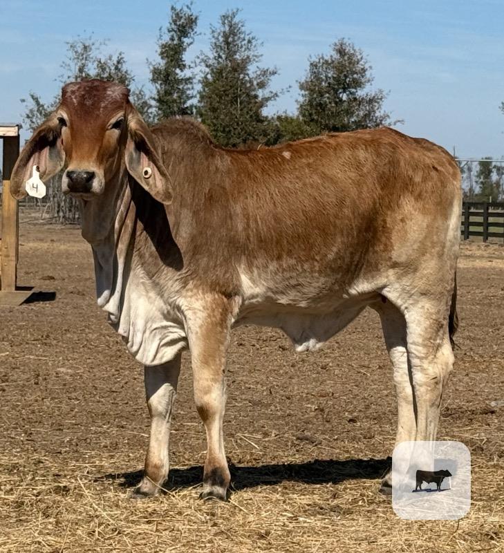 Cattle Range Listing Photo