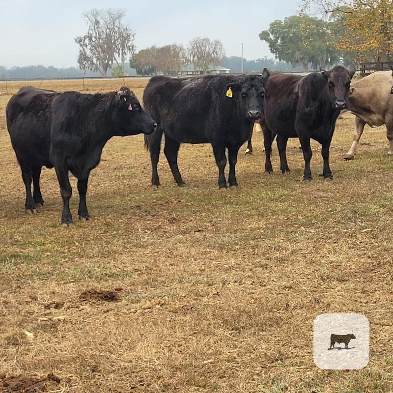 Cattle Range Listing Photo