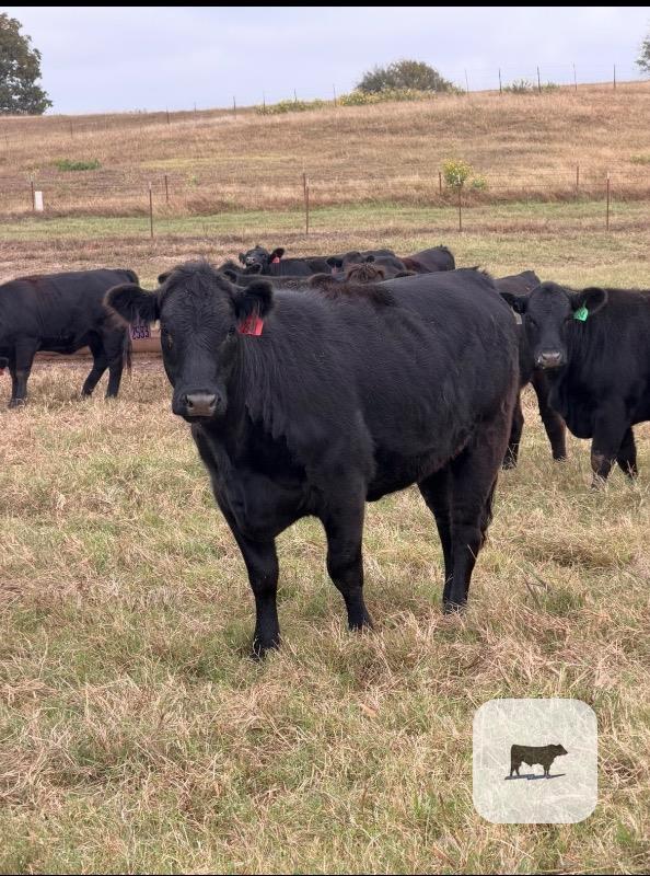 Cattle Range Listing Photo 2