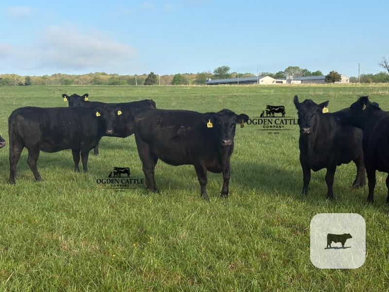 Cattle Range Listing Photo