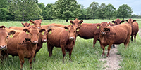 40 Red Angus & RWF Cows... SW Missouri