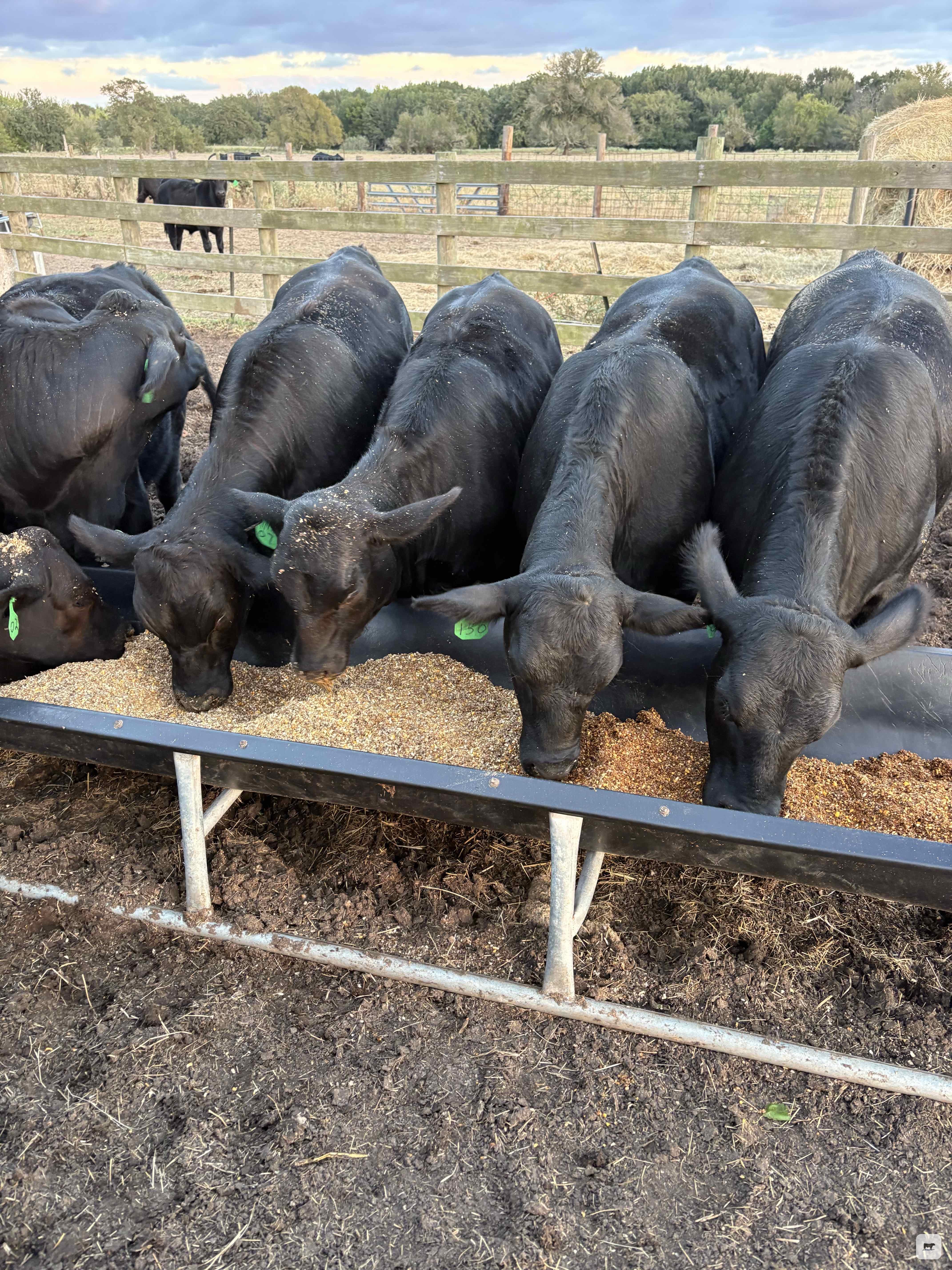 Cattle Range Listing Photo 2