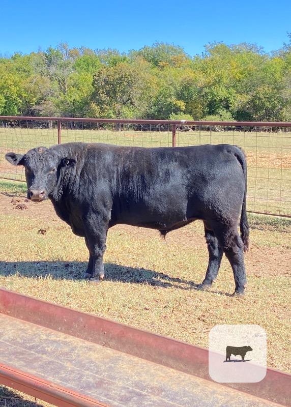Cattle Range Listing Photo