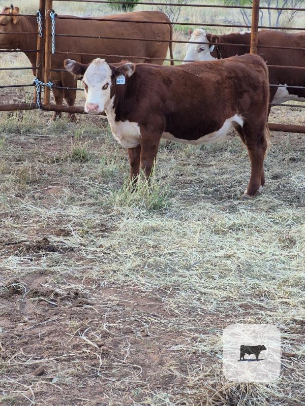 Cattle Range Listing Photo