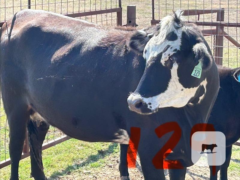 Cattle Range Listing Photo