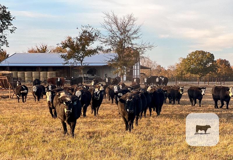 Cattle Range Listing Photo